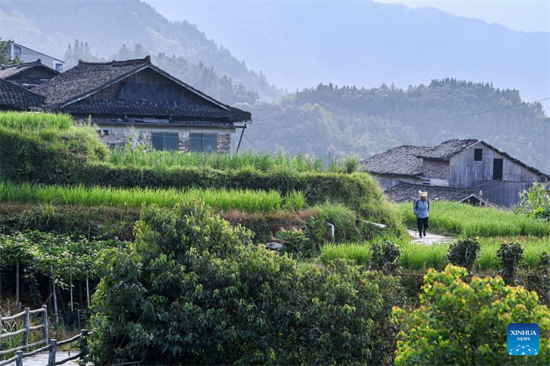 Guangxi : les visiteurs étrangers affluent à Longji pour découvrir la vie rurale traditionnelle de l'ethnie Zhuang
