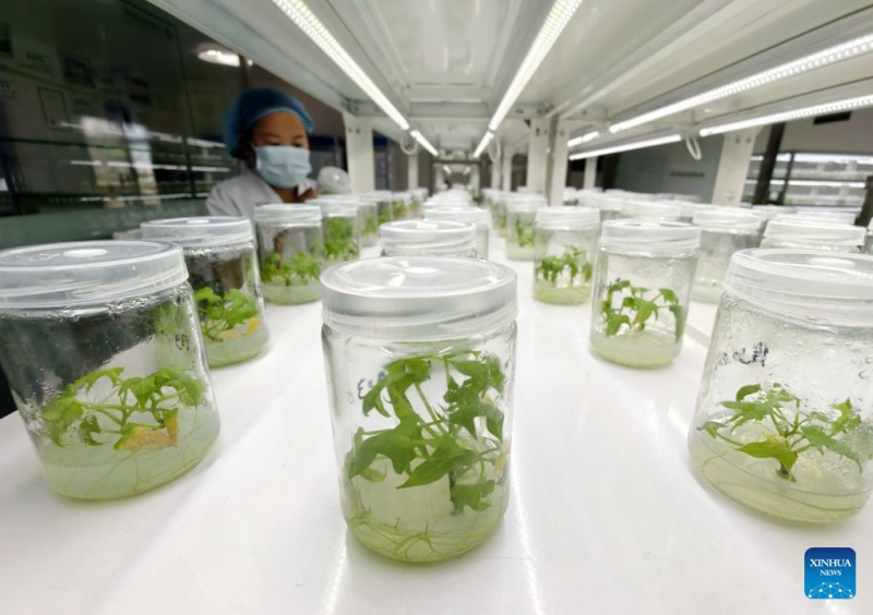 Hebei : le district de Lulong développe une filière industrielle de la patate douce