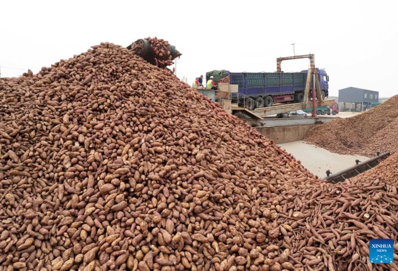 Hebei : le district de Lulong développe une filière industrielle de la patate douce