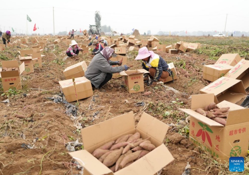 Hebei : le district de Lulong développe une filière industrielle de la patate douce
