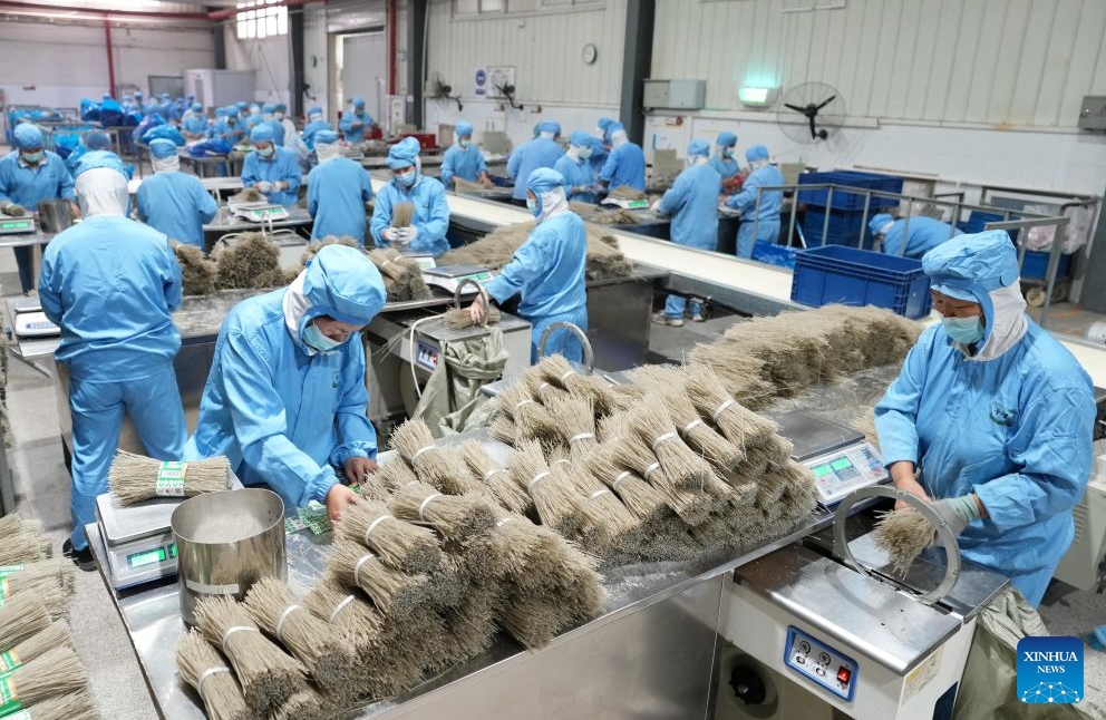 Hebei : le district de Lulong développe une filière industrielle de la patate douce