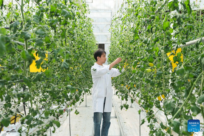 Anhui : l'industrie semencière en plein essor dans le district de Changfeng, à Hefei