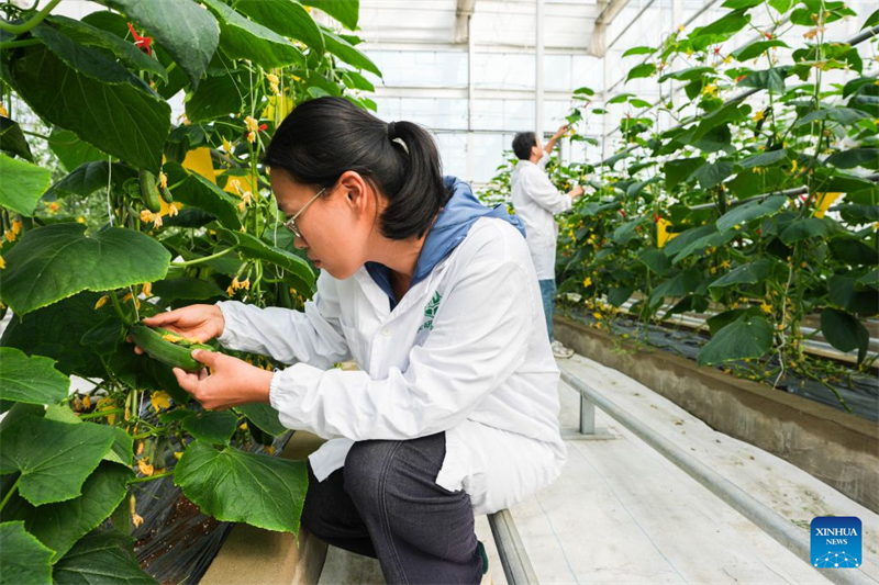 Anhui : l'industrie semencière en plein essor dans le district de Changfeng, à Hefei