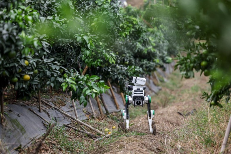 Un robot quadrupède effectue des patrouilles dans une orangeraie d’un parc agricole moderne du comté de Jiang’an, à Yibin, dans la province du Sichuan (sud-ouest de la Chine). (Photo/Zhuang Ge’er)