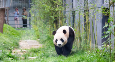 Comment la préservation du panda, une espèce emblématique, permet de bâtir des ponts d'amitié