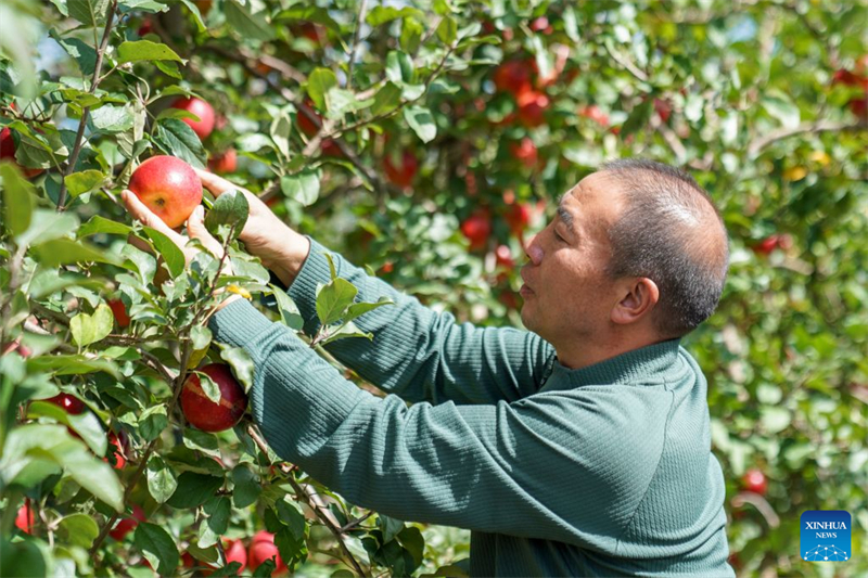 Yunnan : la technologie stimule le développement de la filière pomicole à Zhaotong