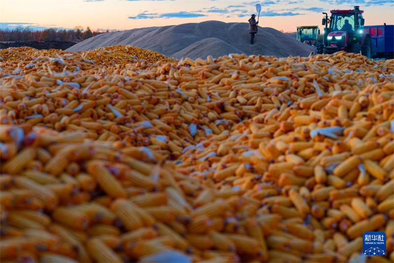 Cultiver avec les données : comment l'agriculture intelligente transforme les champs chinois