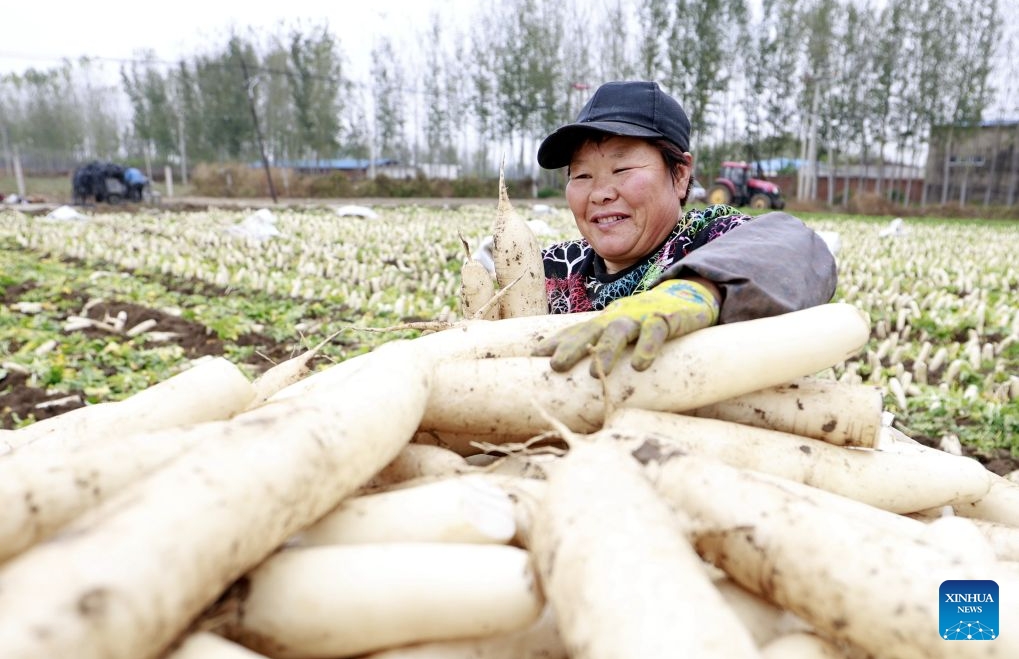 Hebei : comment l'agriculture spécialisée stimule la revitalisation rurale à Tangshan