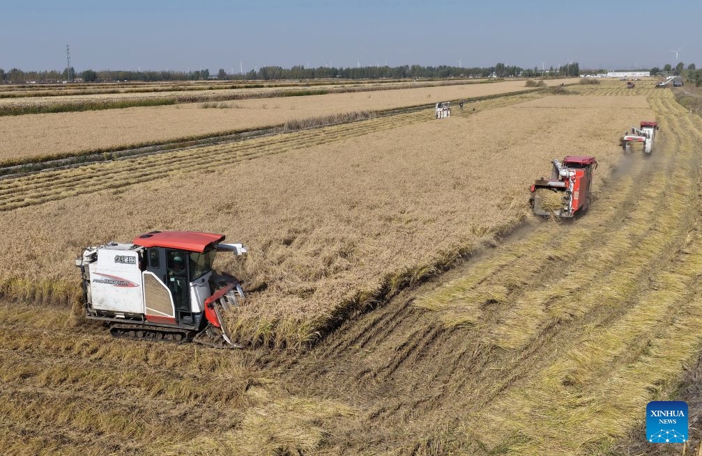 Hebei : la récolte d'automne entre dans sa phase finale à Tangshan